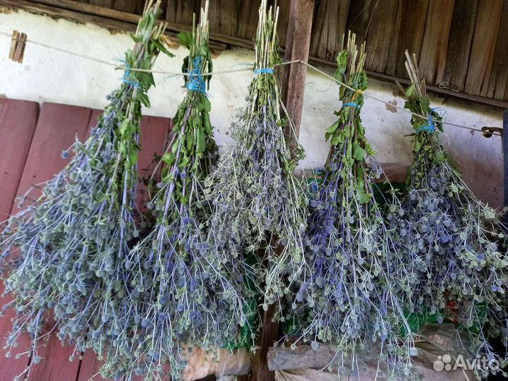 Синеголовник эрингиум (чертополох синий)