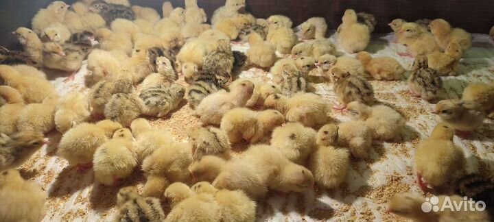 Перепелята