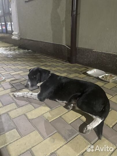 Нашлась собака, дресированная