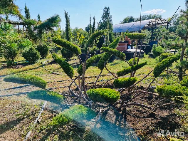 Бонсай Минт Джулеп