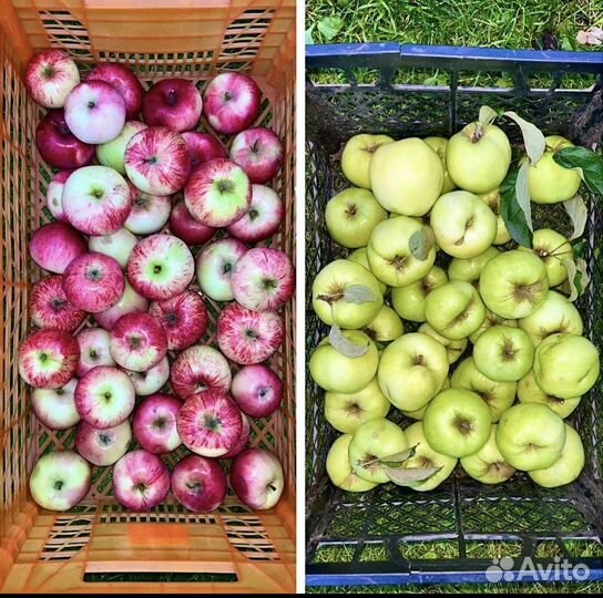 Яблоки садовые