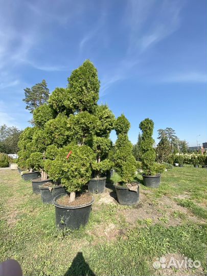 Саженцы туи смарагд спираль 1,95 метра