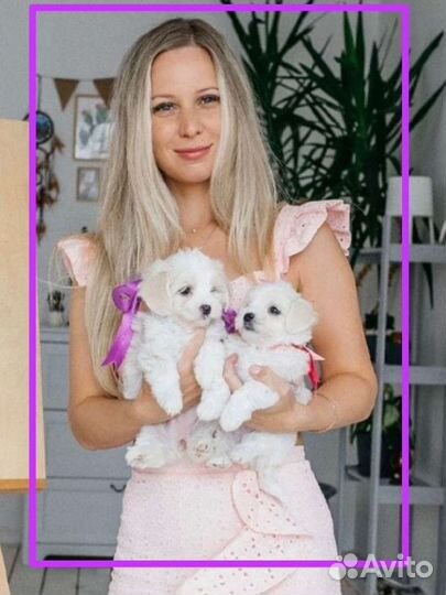 Мальтезе мальтийская болонка