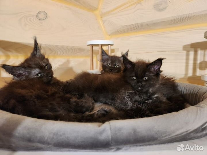 Мейн-кун котята