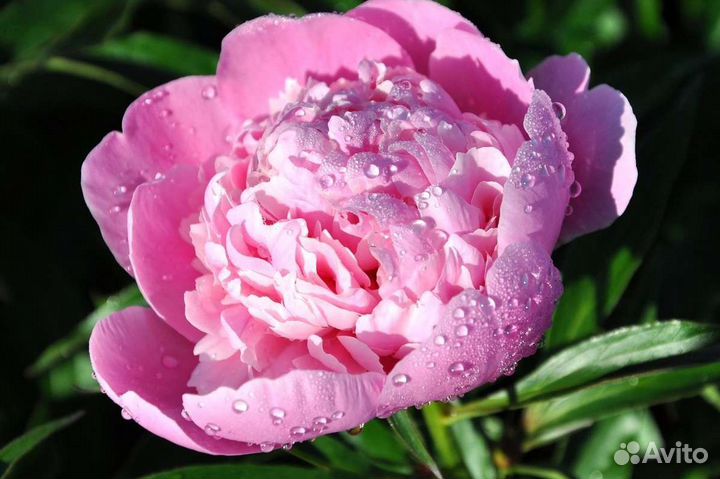 Пионы саженцы