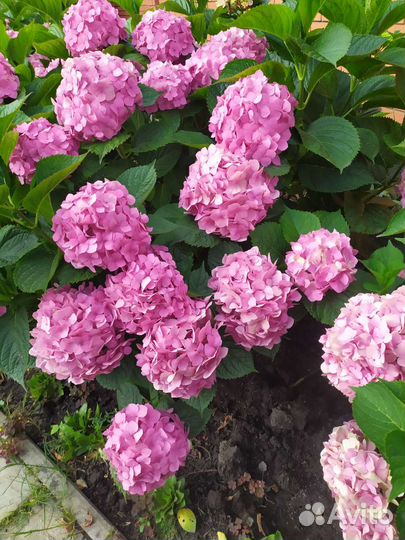 Гортензия крупнолистная саженцы