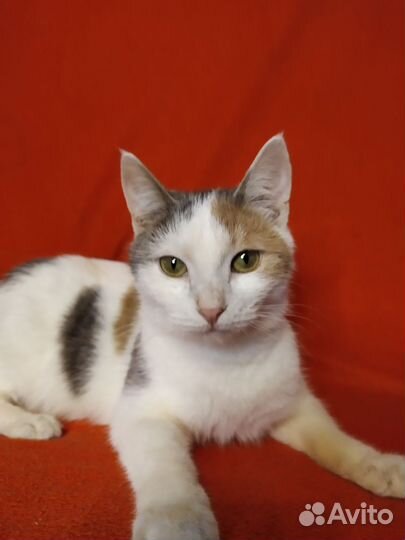 Добрая кошка в хорошие руки