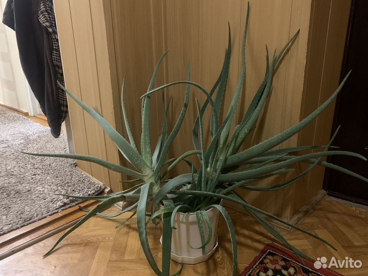 Каланхоэ и Алоэ