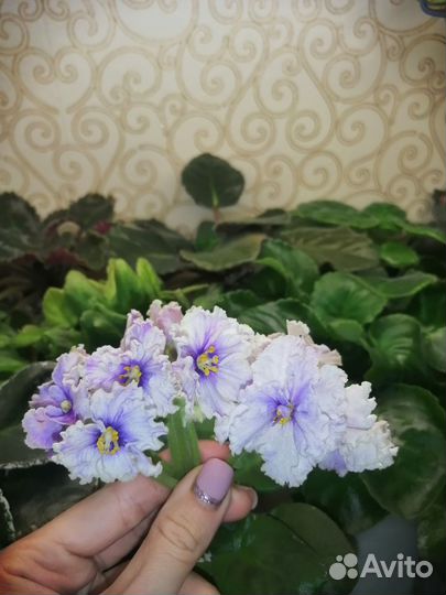Детки фиалок