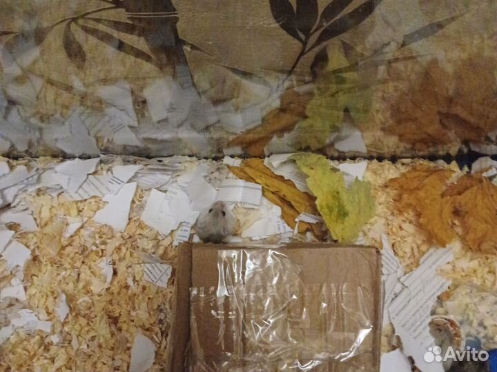 Джунгарики