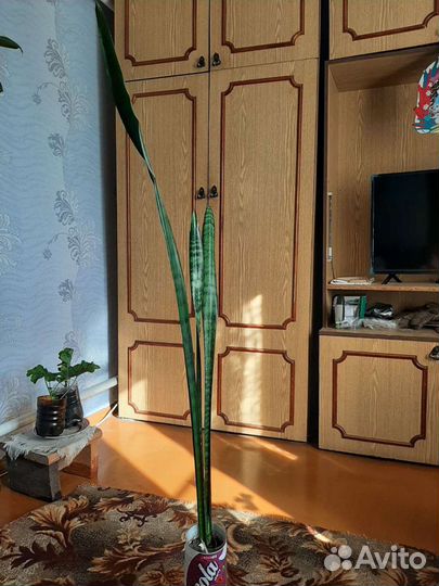 Сансевиерия