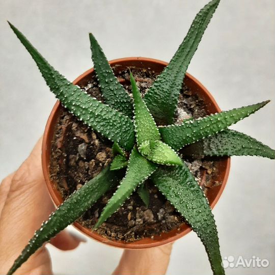 Комнатные растения