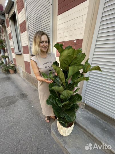 Фикус лирата 130см