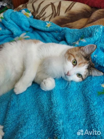 Кошка Муська в хорошие руки