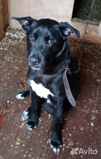 Собака в добрые руки отдам бесплатно