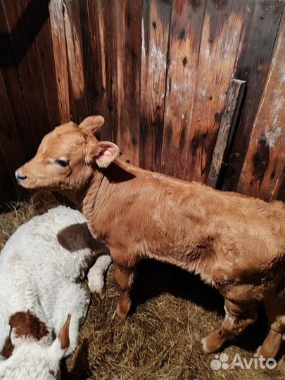 Телята бычки