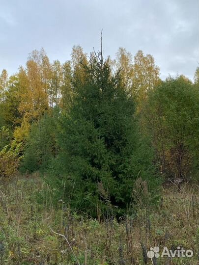 Ель обыкновенная