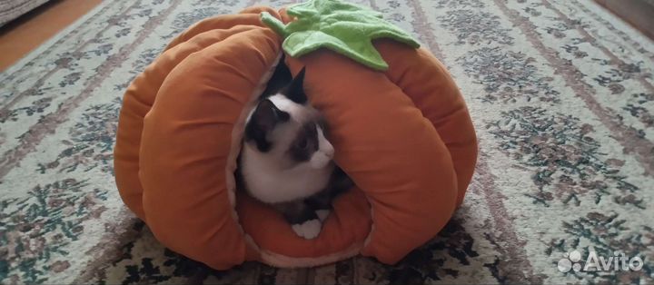 Домик для кошки