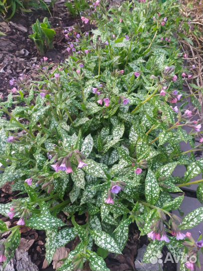 Медуница сахарная леопардовая