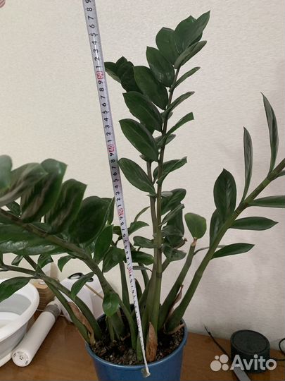 Замиокулькас в горшке