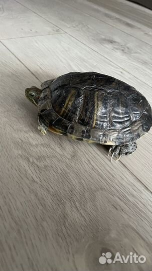 Красноухая черепаха девочка