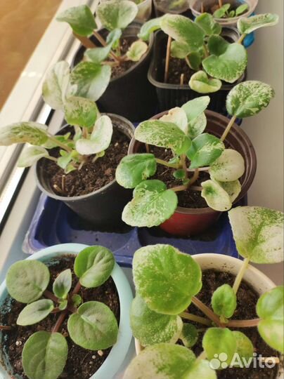 Цветы фиалки