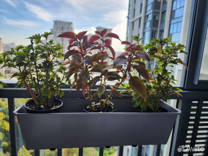 Комнатные цветы