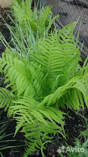 Продам папоротник