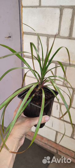 Домашние цветы