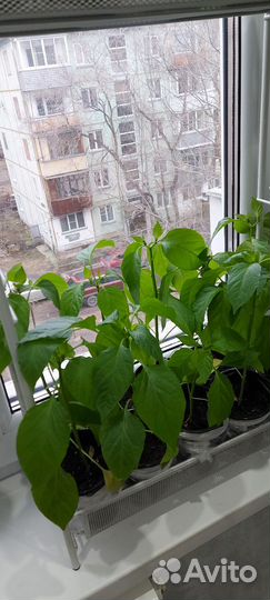 Рассада перца