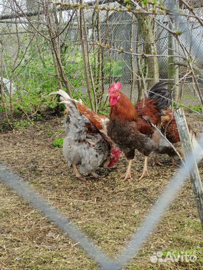 Петухи