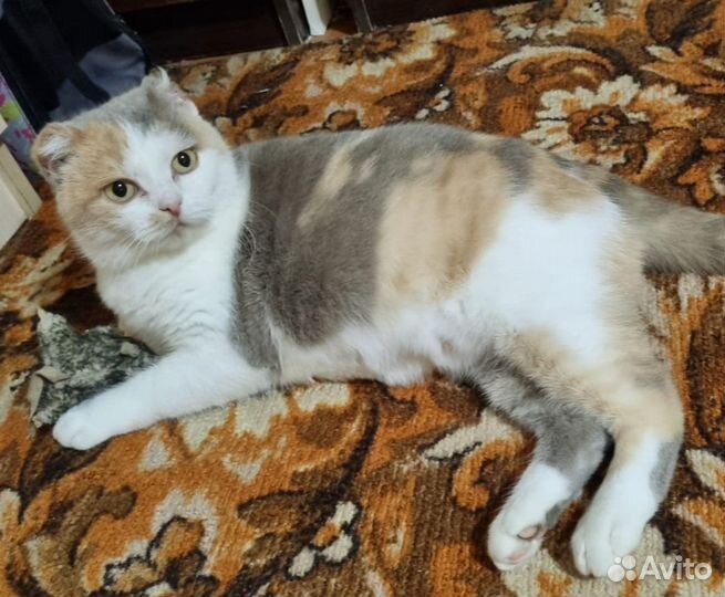 Кошечка Луна