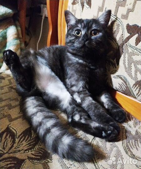 Кошка Котенок девочка