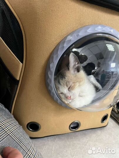 Котенок девочка в добрые руки