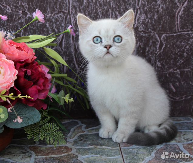 Шотландский прямоухий котенок