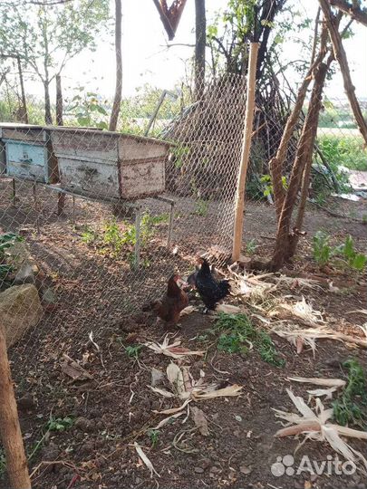 Карликовые куры