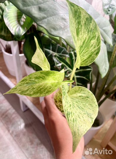 Сциндапсусы, эпипремнумы