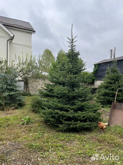 Ель голубая