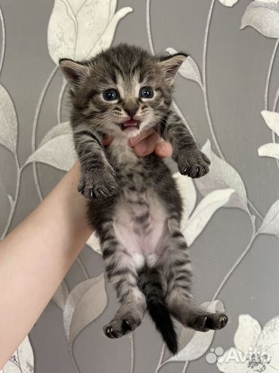Котенок девочка в добрые руки
