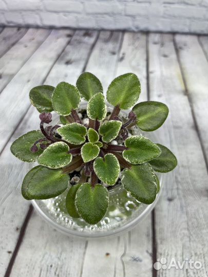 Фиалка мини