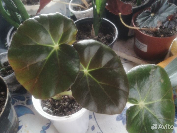 Аглаонема, бегонии, рео, маранта, фикус