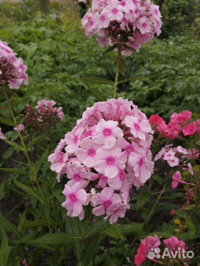 Многолетники