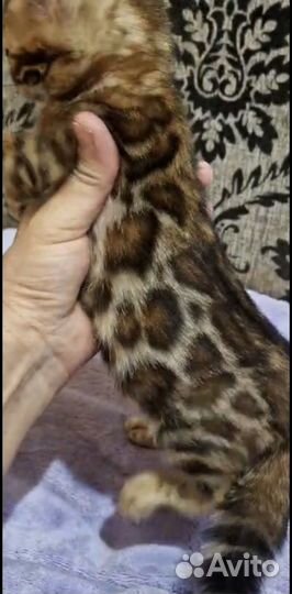 Бенгальская