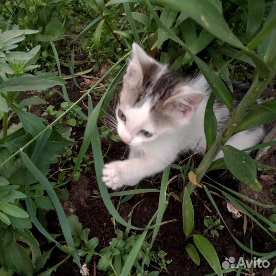Котенок
