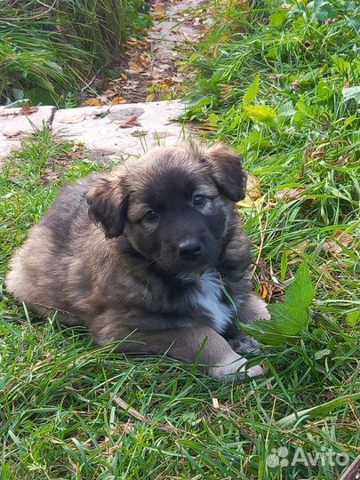 Продаются щенки бельгийской овчарки и бордер колли