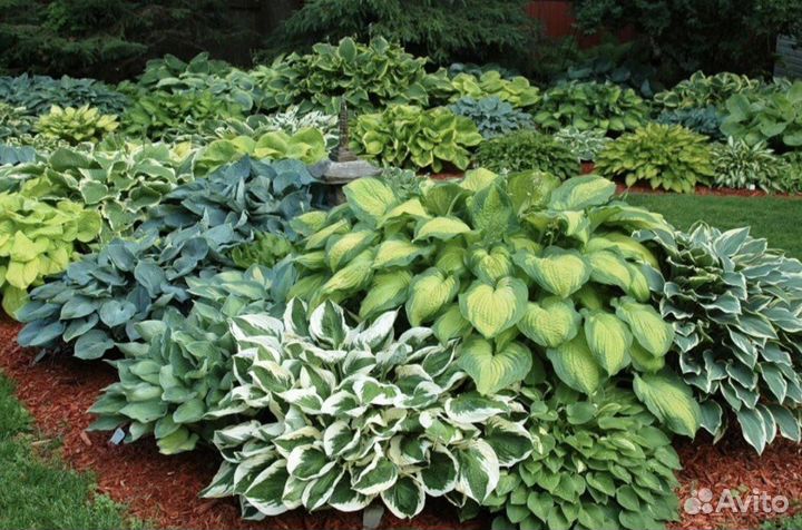 Хоста растение