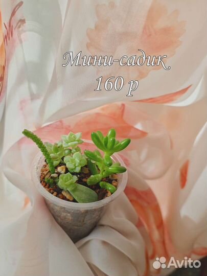 Суккуленты