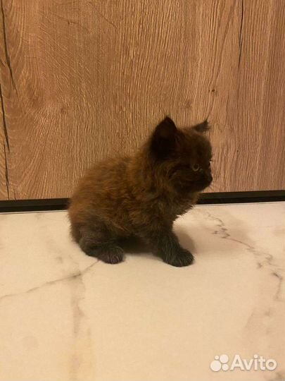 Отдаю котенка в хорошие руки