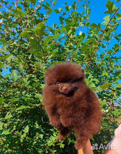 Щенки шпица