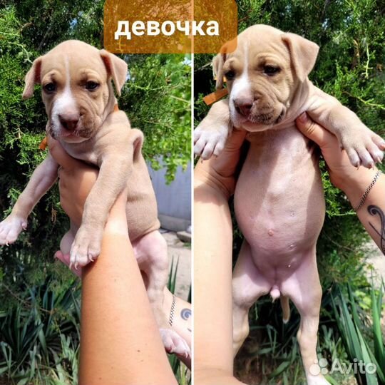 Щенки питбуля редноус